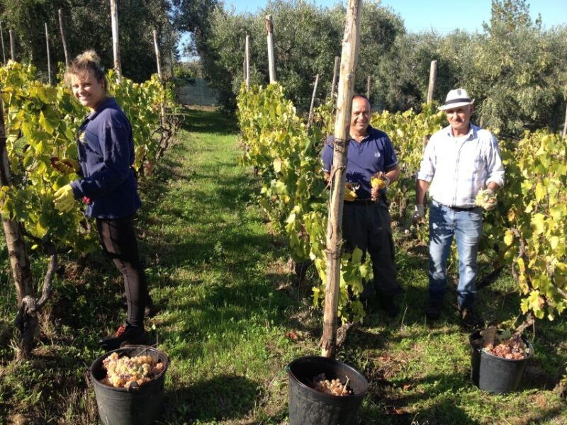 from-rome-half-day-frascati-wine-tour-with-farmhouse-lunch