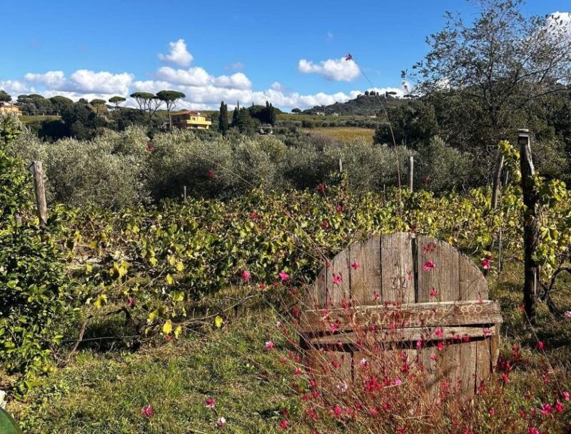 from-rome-half-day-frascati-wine-tour-with-farmhouse-lunch