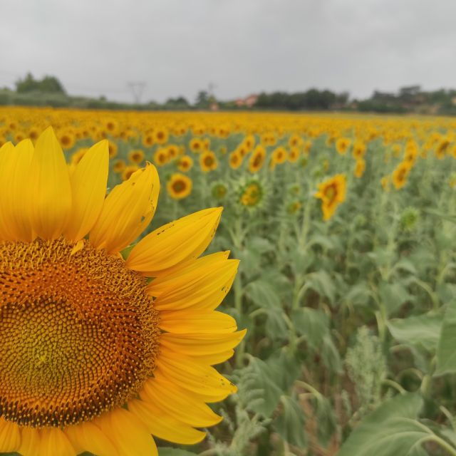 from-rome-private-day-tour-of-tuscany-2