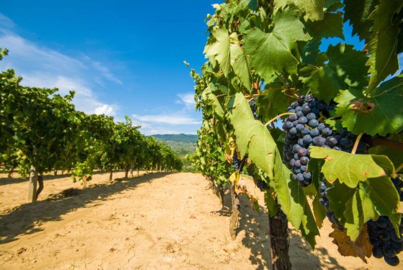 from-rome-private-tuscany-day-trip