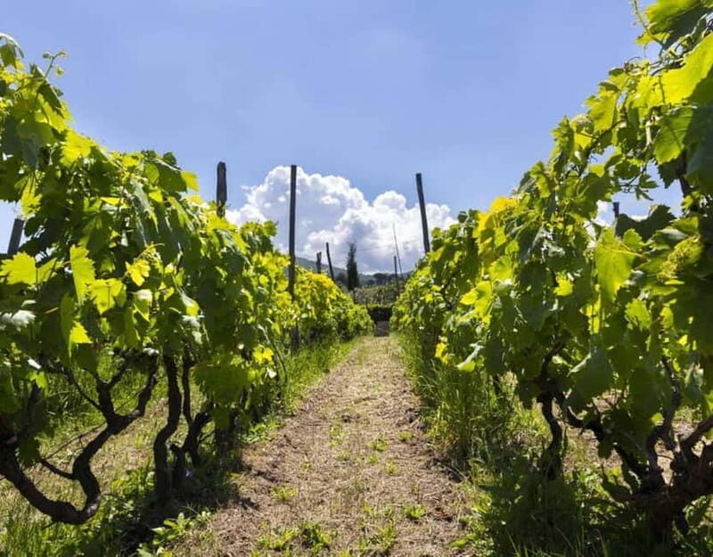 From Rome: Small Group Frascati Wine Tasting and Food Tour - Why This Tour Offers Great Value