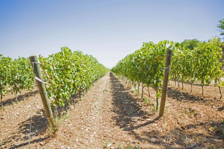 from-rome-tasting-tour-in-cellar-immersed-between-vineyards