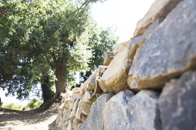 from-rome-tasting-tour-in-cellar-immersed-between-vineyards