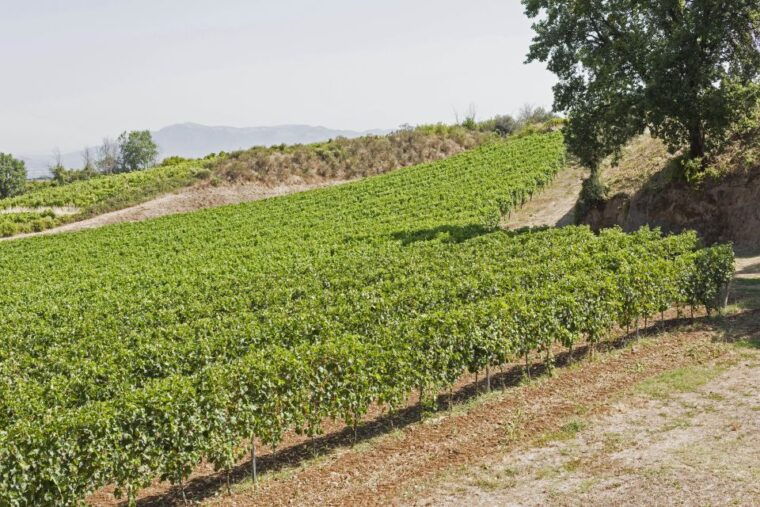 from-rome-tasting-tour-in-cellar-immersed-between-vineyards