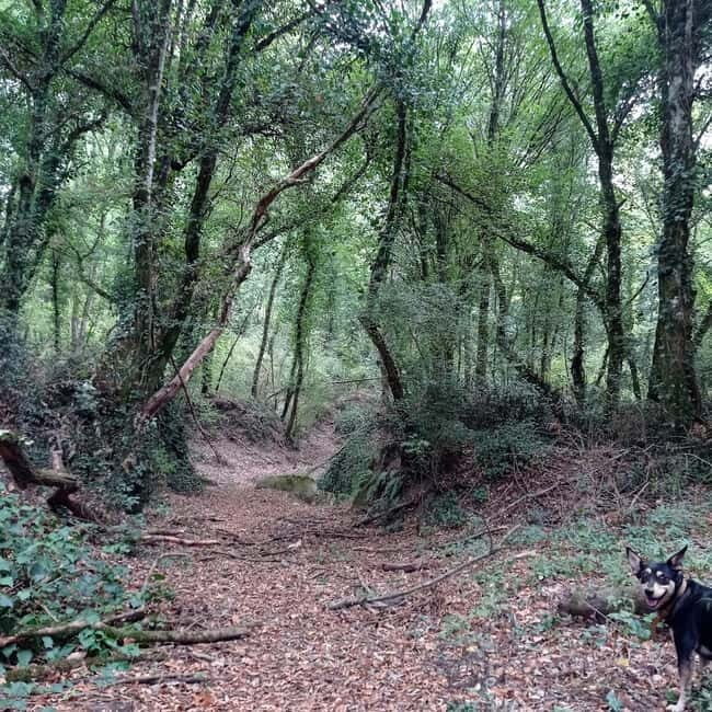 From Rome: Trekking to Cesano's Woods with Lunch - Key Points