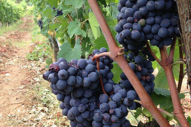 from-rome-tuscany-wine-tour-san-gimignano-3