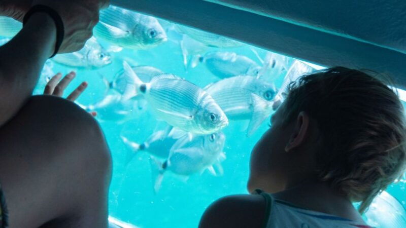 from-roses-medes-islands-boat-tour-with-el-estartit-visit