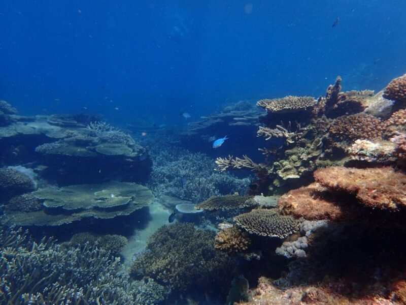 From Rosslyn: Great Keppel Island Adventure Tour with Lunch - Key Points