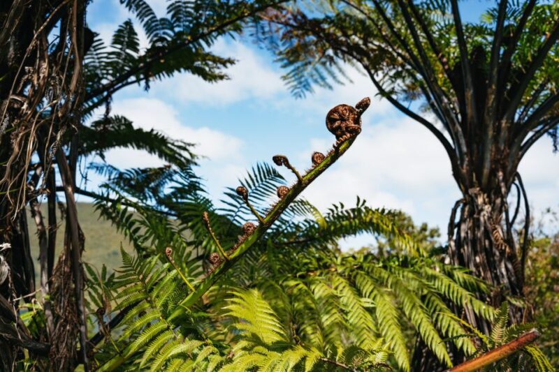 From Rotorua - WAI-O-TAPU - WAIKITE Pool & HUKA FALLS Cruise - Why This Tour Offers Great Value