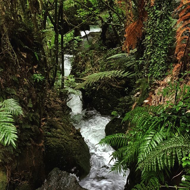 From Rotorua: Wai-O-Tapu, Waimangu and Te Puia Full-Day Tour - FAQs