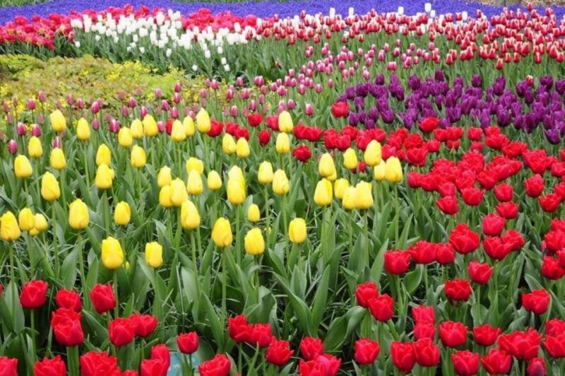 from-rotterdam-private-keukenhof-windmills-tour