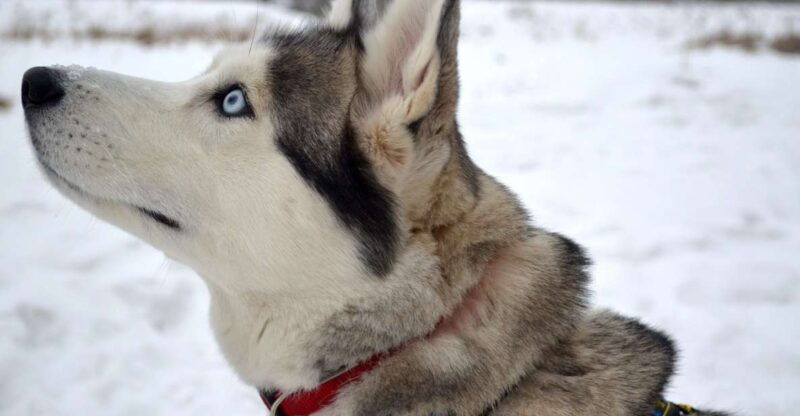 from-rovaniemi-5km-husky-sleigh-ride