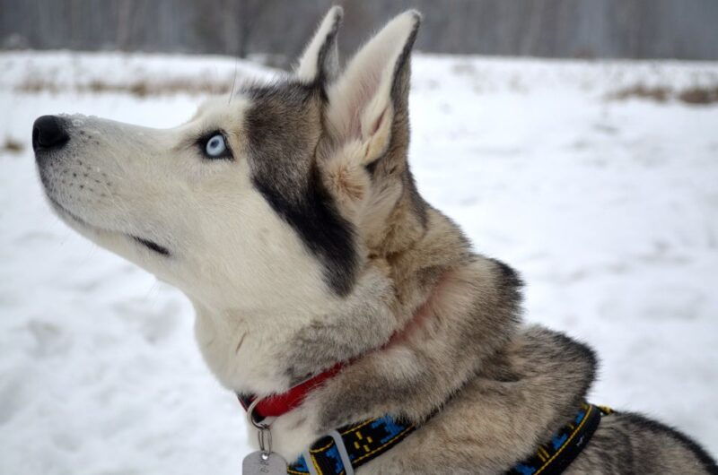 from-rovaniemi-5km-husky-sleigh-ride