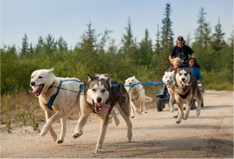 from-rovaniemi-autumn-husky-safari-adventure