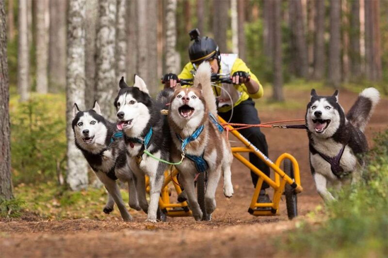 from-rovaniemi-autumn-husky-safari-adventure