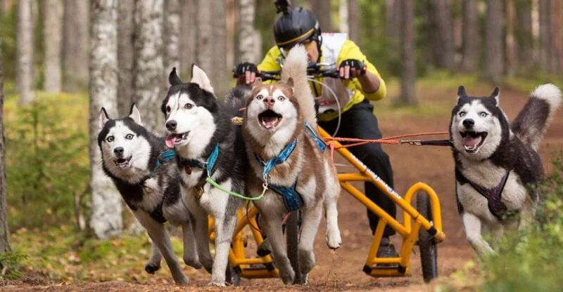from-rovaniemi-autumn-husky-safari-adventure