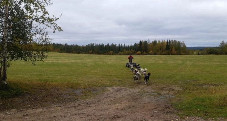 from-rovaniemi-autumn-husky-safari-adventure