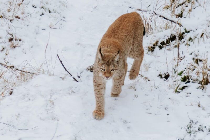 from-rovaniemi-family-friendly-visit-to-ranua-wildlife-park