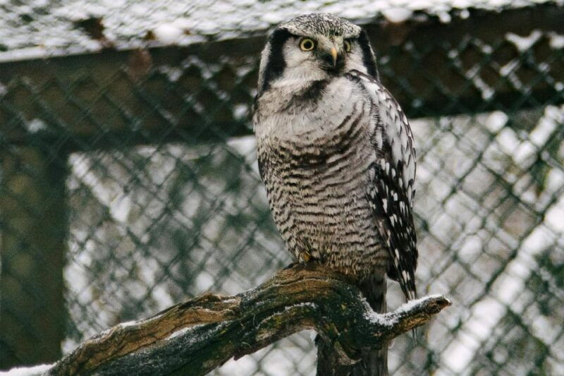 from-rovaniemi-family-friendly-visit-to-ranua-wildlife-park