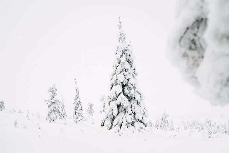 From Rovaniemi: Frozen Wonderland Riisitunturi Winter Hike - Starting Point and Transportation