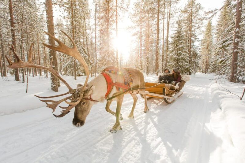 from-rovaniemi-husky-and-reindeer-farm-with-sled-ride