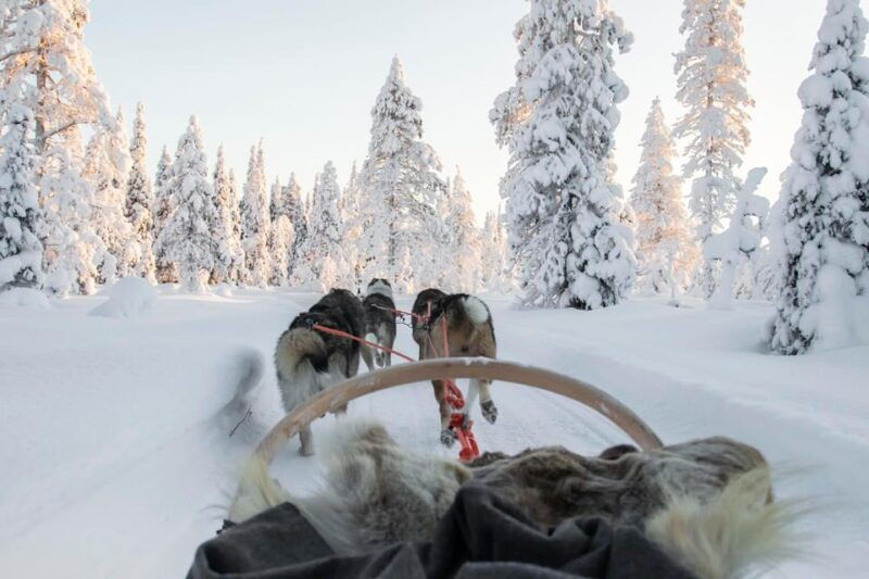 from-rovaniemi-husky-and-reindeer-farm-with-sled-ride
