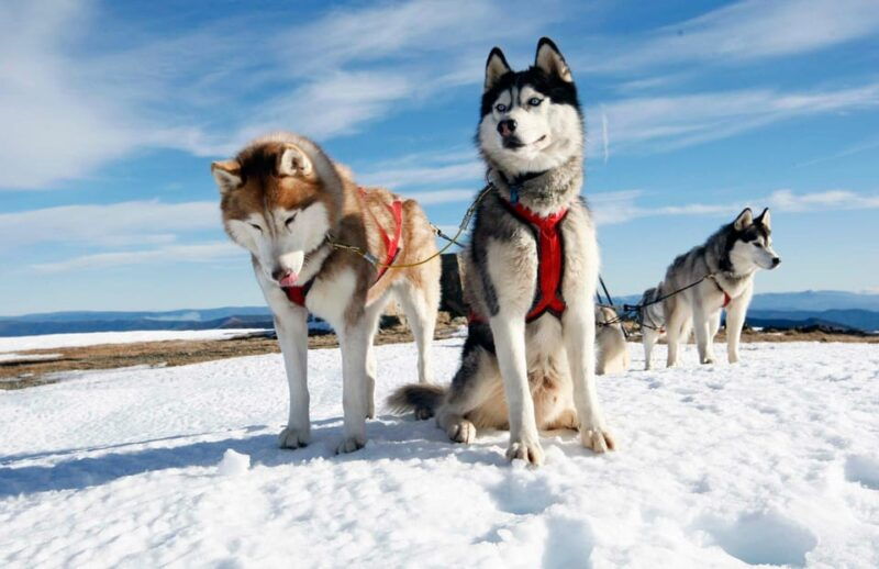 from-rovaniemi-husky-and-reindeer-farm-with-sled-ride