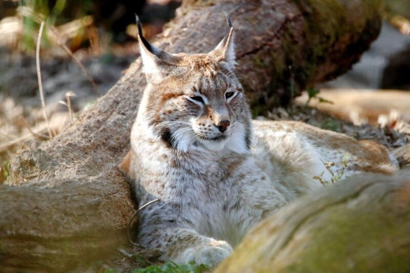 from-rovaniemi-ranua-arctic-zoo-with-lunch-entry-ticket