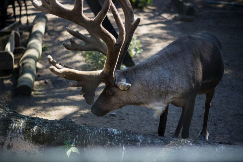 from-rovaniemi-ranua-arctic-zoo-with-lunch-entry-ticket