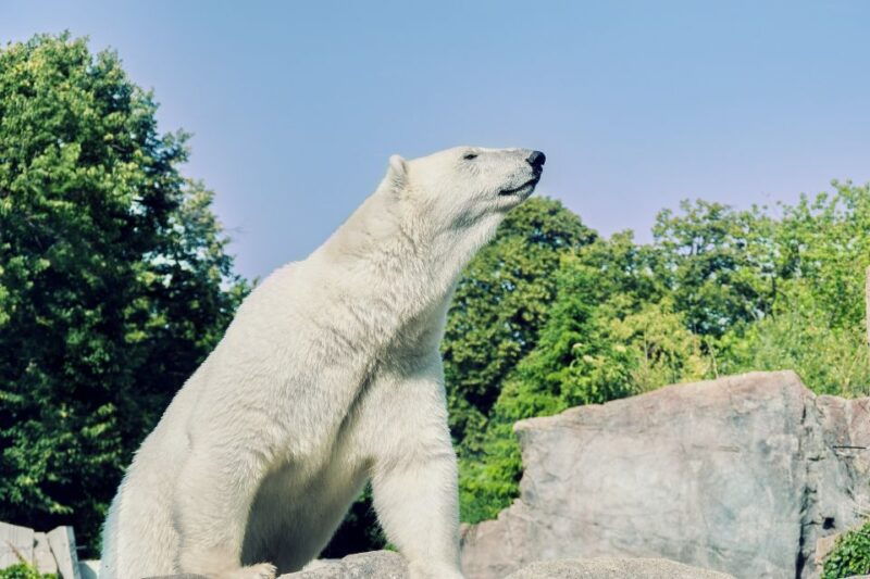 from-rovaniemi-ranua-arctic-zoo-with-lunch-entry-ticket