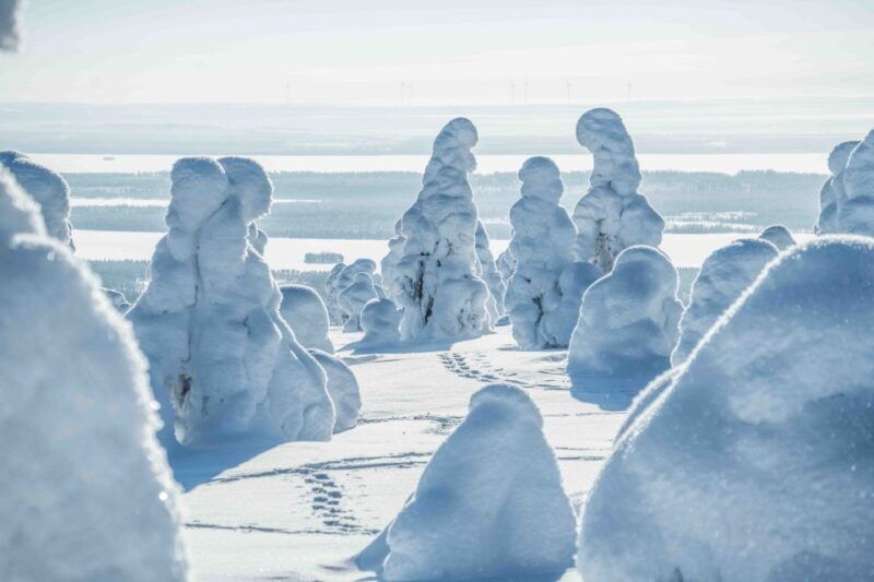 from-rovaniemi-riisitunturi-full-day-wilderness-adventure