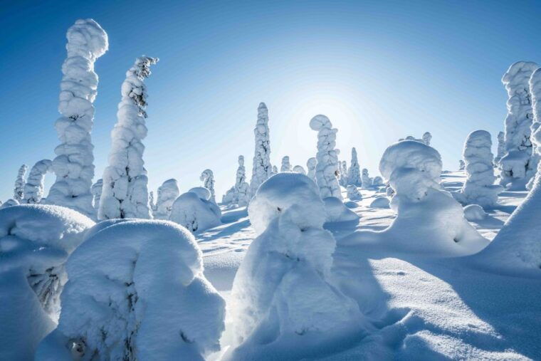 from-rovaniemi-riisitunturi-full-day-wilderness-adventure
