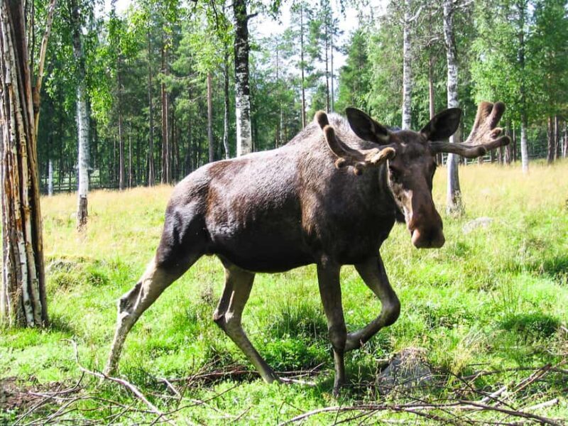 From Rovaniemi: Visit Wildlife Park in Ranua - An In-Depth Look at the Ranua Wildlife Park Tour