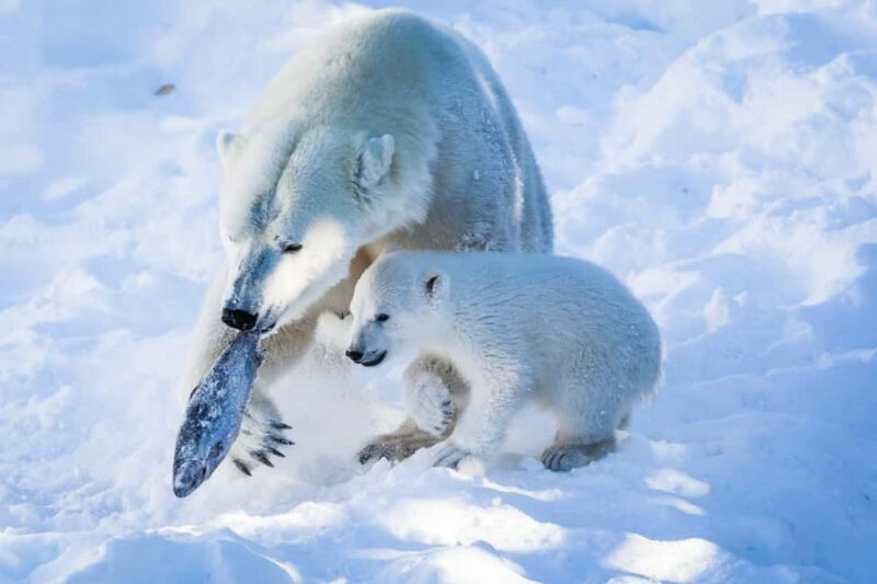 From Rovaniemi: Visit Wildlife Park in Ranua - FAQ