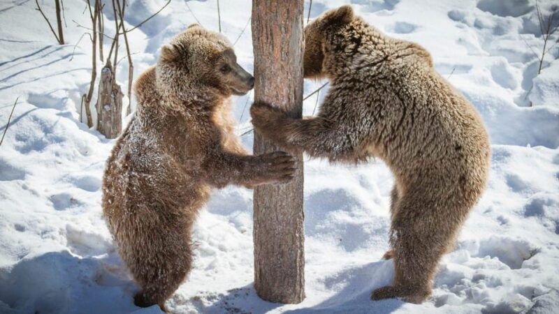 from-rovaniemi-visit-wildlife-park-in-ranua