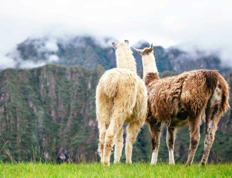 from-sacred-valley-pisaq-and-ollantaytambo-machu-picchu-2