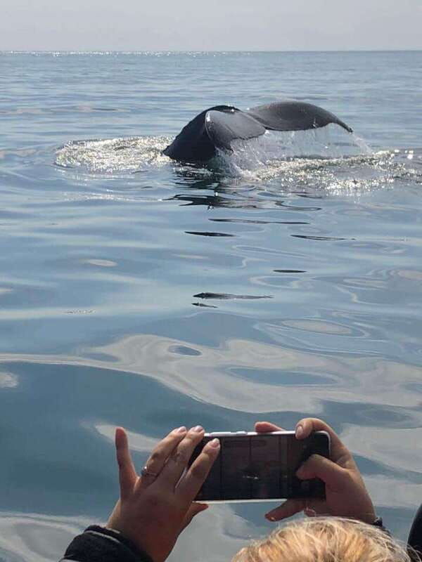 from-saint-john-saint-andrews-whale-watching-tour