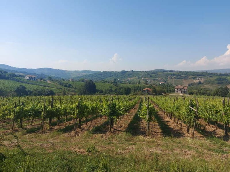 From Salerno: Irpinia Wine Tour Half-Day Trip - Transport, Timing, and Group Dynamics