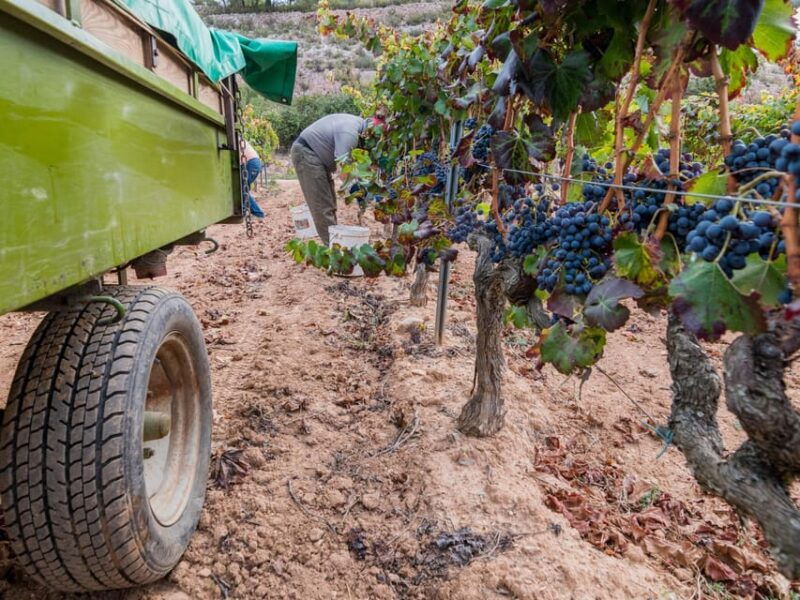 from-salou-priorat-olive-trees-and-wine-tour