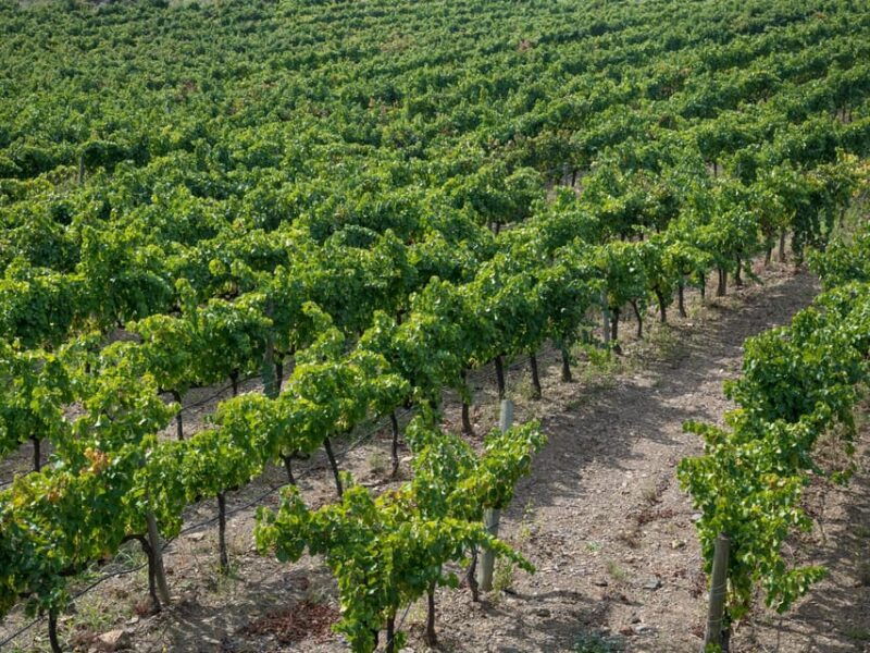 from-salou-priorat-olive-trees-and-wine-tour