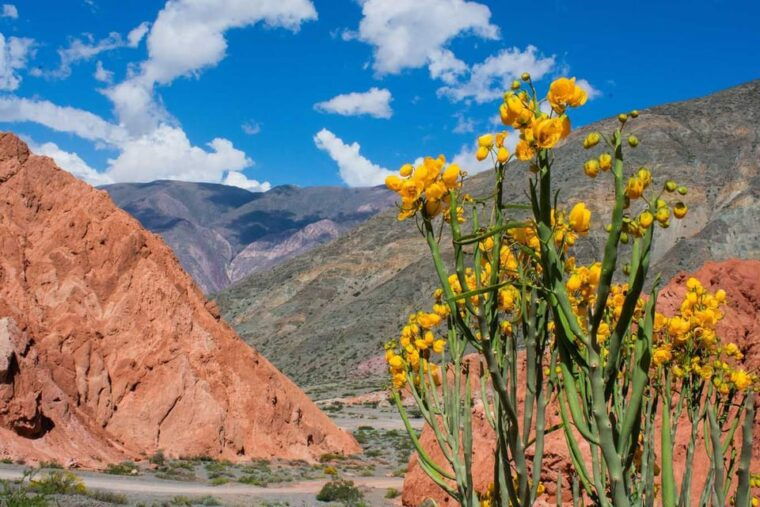 from-salta-full-day-trip-to-salinas-grandes-and-purmamarca