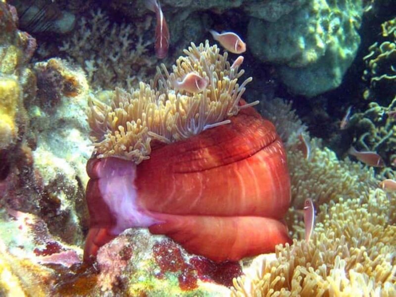 From Samui: Ko Tao and Koh Nang Yuan Speedboat Day Trip - Practical Tips for Booking and Enjoying the Tour