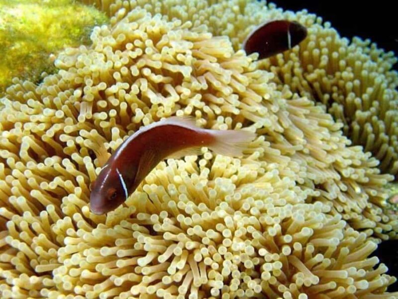 From Samui: Ko Tao and Koh Nang Yuan Speedboat Day Trip - Final Thoughts: Who is This Tour Perfect For?