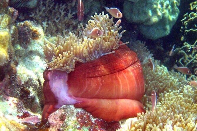 From Samui: Ko Tao and Koh Nang Yuan Speedboat Day Trip - The Itinerary in Detail