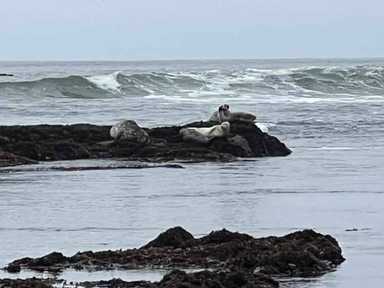 from-san-francisco-carmel-monterey-big-sur-private-tour