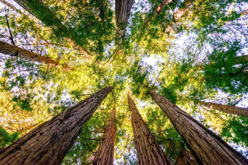 From San Francisco: Guided Muir Woods Tour - FAQ