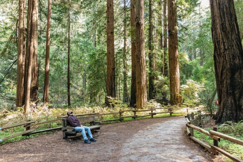 from-san-francisco-guided-muir-woods-tour