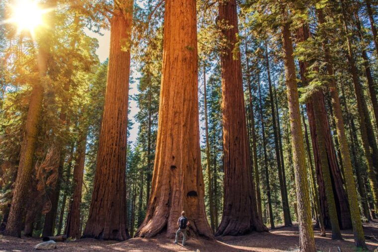 from-san-francisco-guided-muir-woods-tour