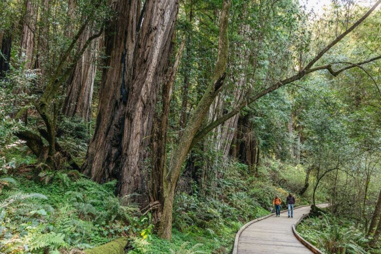 from-san-francisco-guided-muir-woods-tour