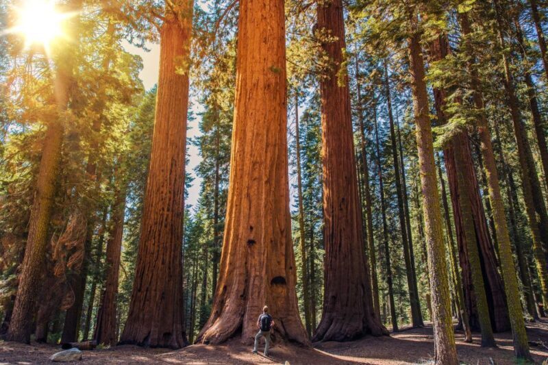 From San Francisco: Guided Tour to Muir Woods - The Scenic Drive & Sausalito Stop